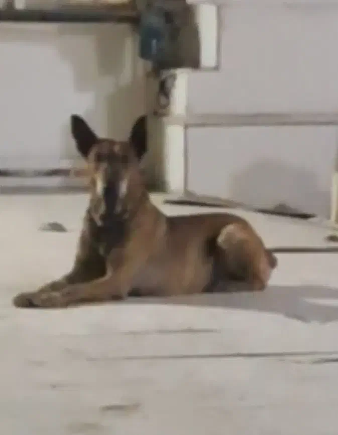 سگ نر ۵ساله مخصوص نگهبانی باهیچ حیونی کار نداره|سگ|بندرلنگه, |دیوار