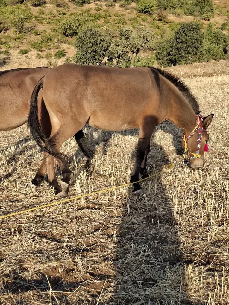 فروش قاطر|حیوانات مزرعه|بانه, |دیوار