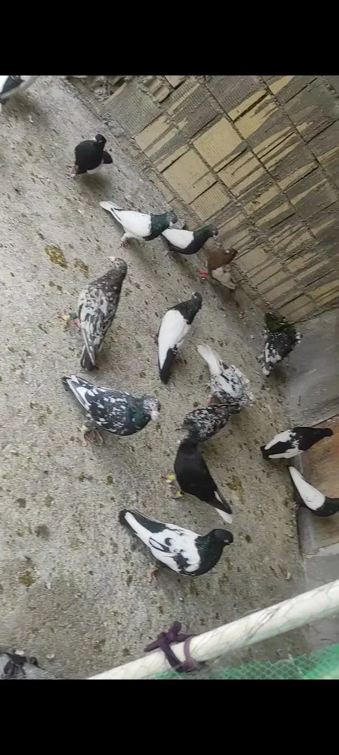 کبوتر رنگی و دورگ|پرنده|شوش, |دیوار