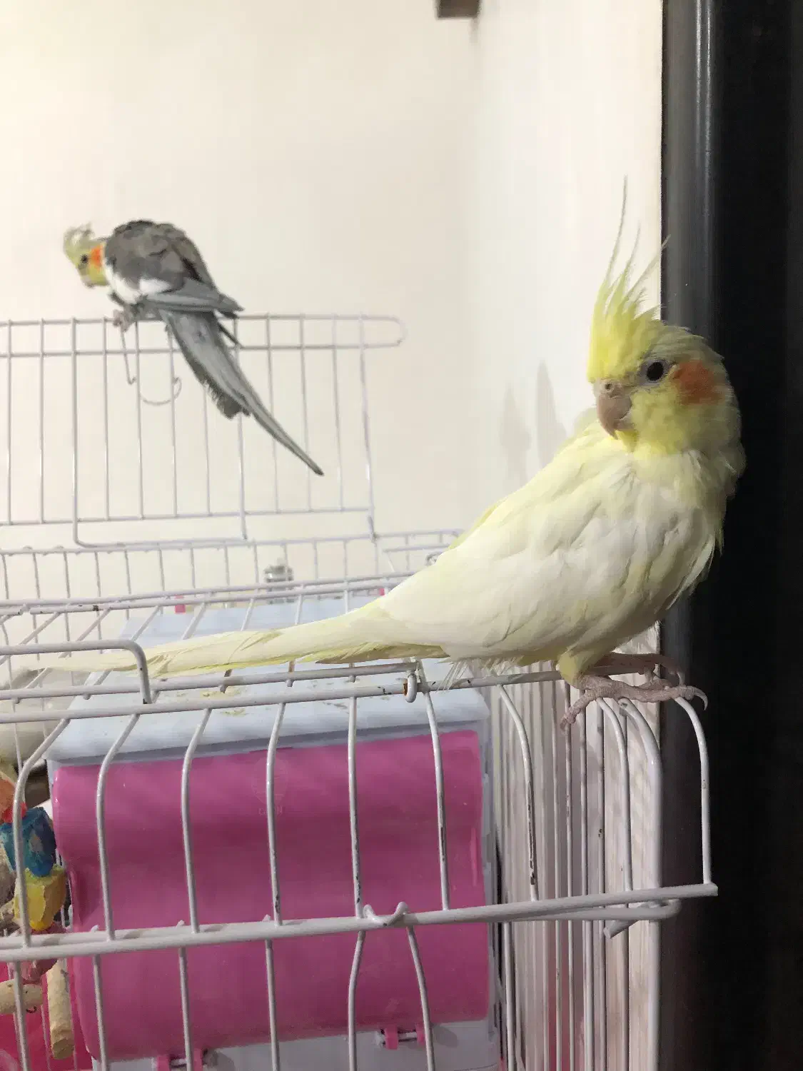 عروس هلندی|پرنده|رشت, جماران|دیوار