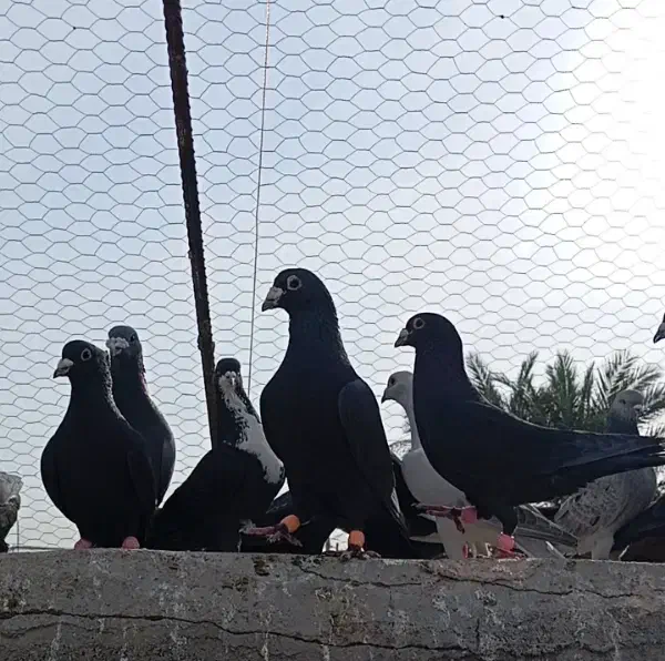 کفتر|پرنده|بم, |دیوار