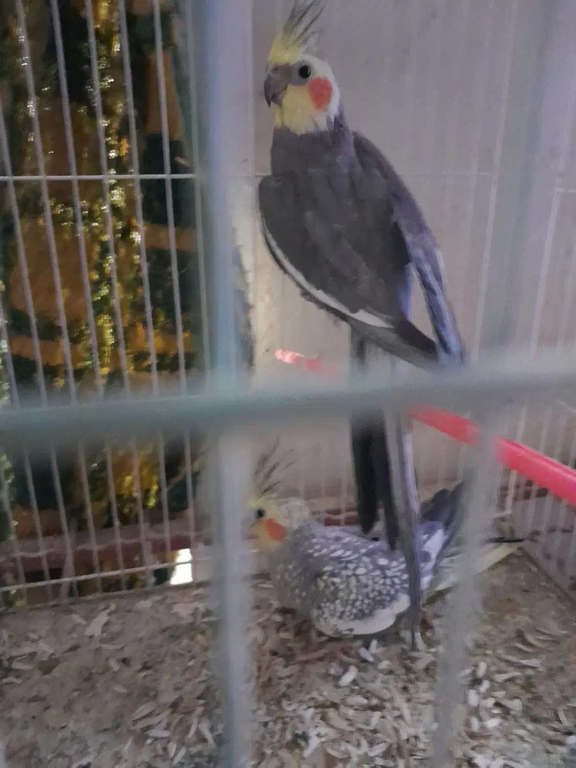 عروس هلندی|پرنده|مشهد, آبکوه|دیوار