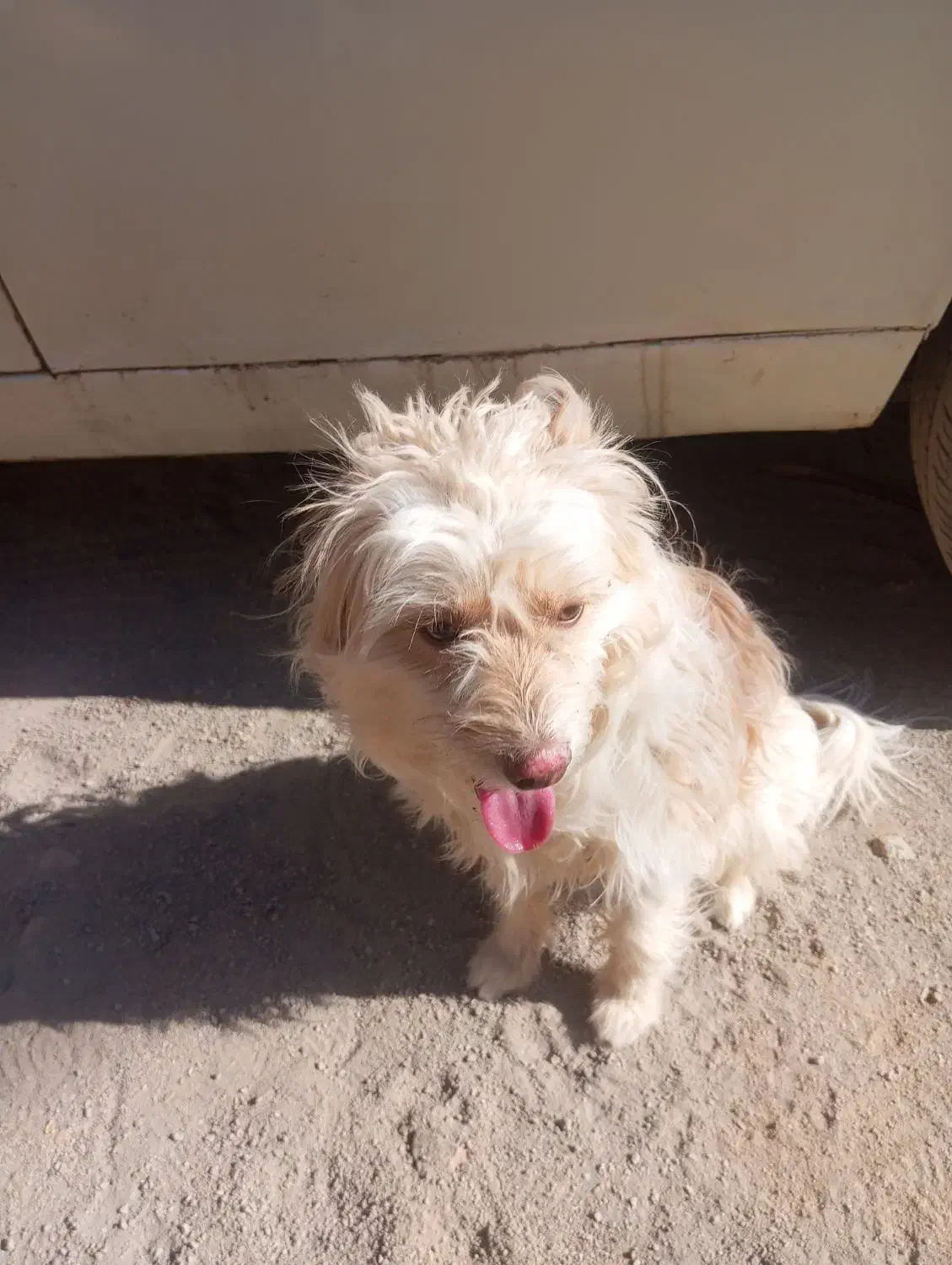 سگ آپارتمانی|سگ|حمیدیا, |دیوار