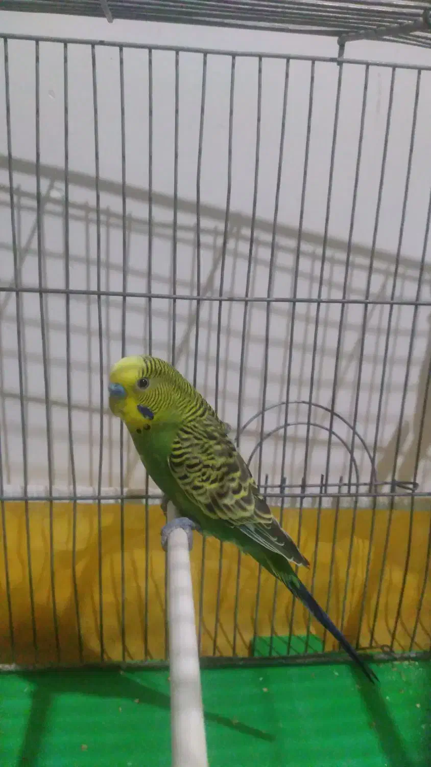 مرغ عشق|پرنده|فولادشهر, B2|دیوار