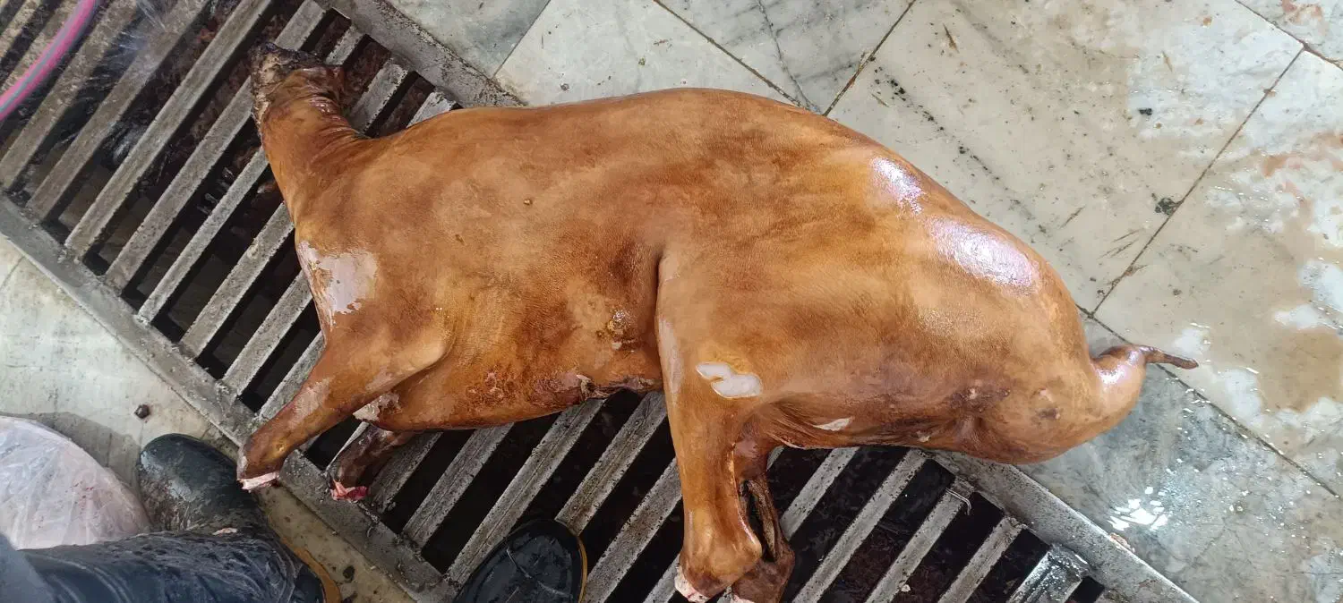 بره تباهگی|حیوانات مزرعه|سراوان, |دیوار