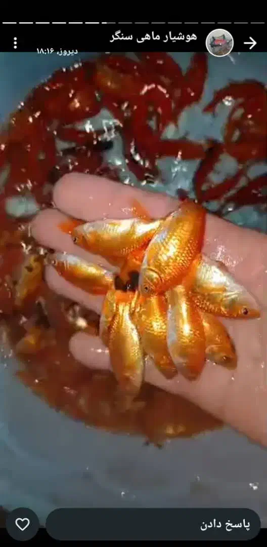 ماهی قرمز گلفیش ردکپ کوی|ماهی|شیراز, لشکری‎|دیوار