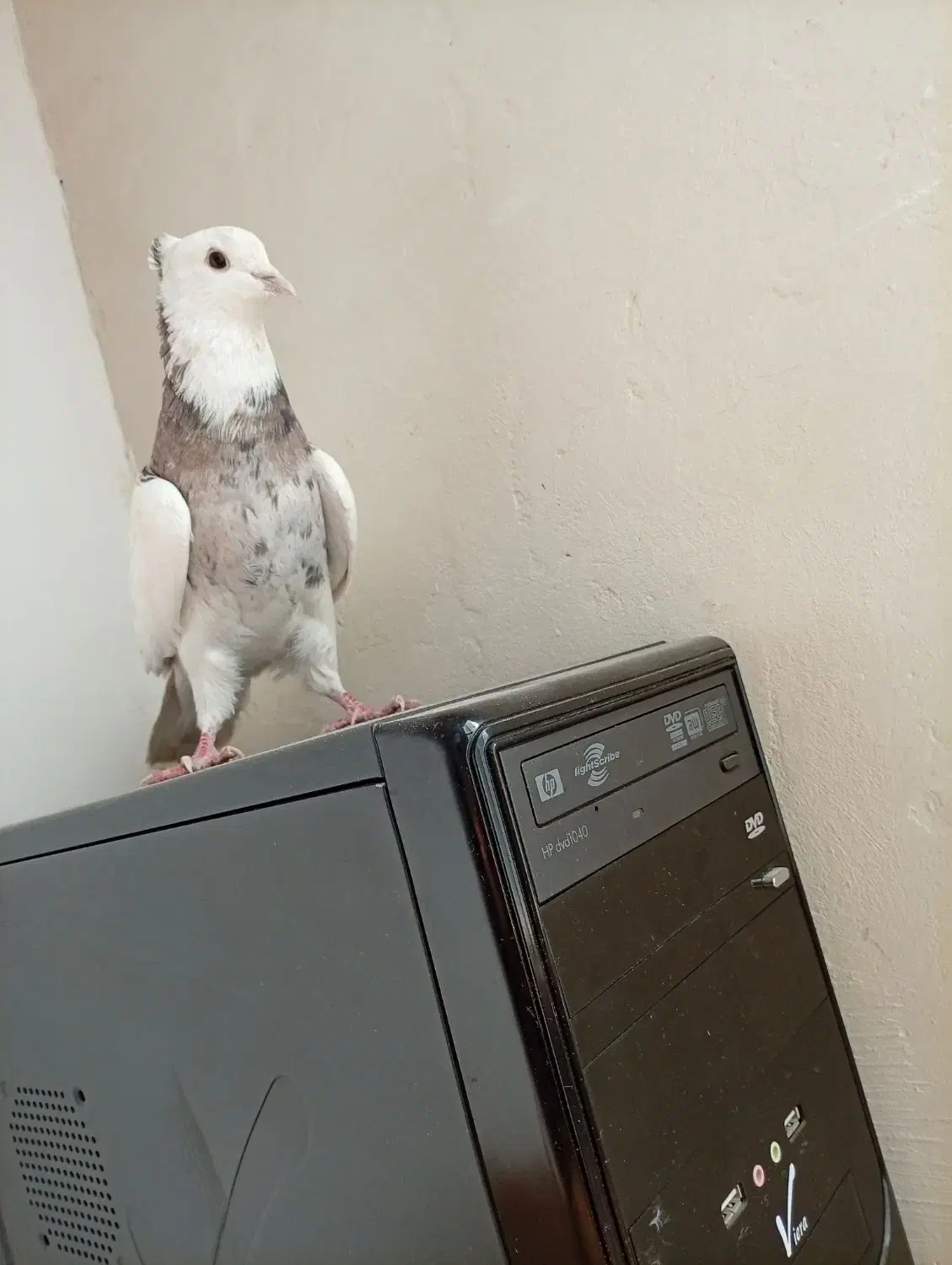 کبوتر طوقی|پرنده|بروجن, |دیوار