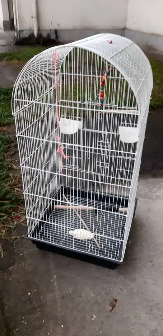 پرنده پیدا شده|حیوانات|رشت, خبرنگار|دیوار