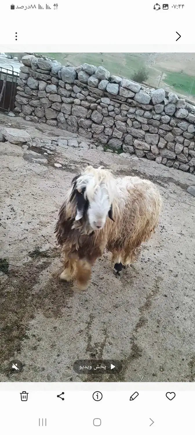 کهوه تخمی|حیوانات مزرعه|ایذه, |دیوار