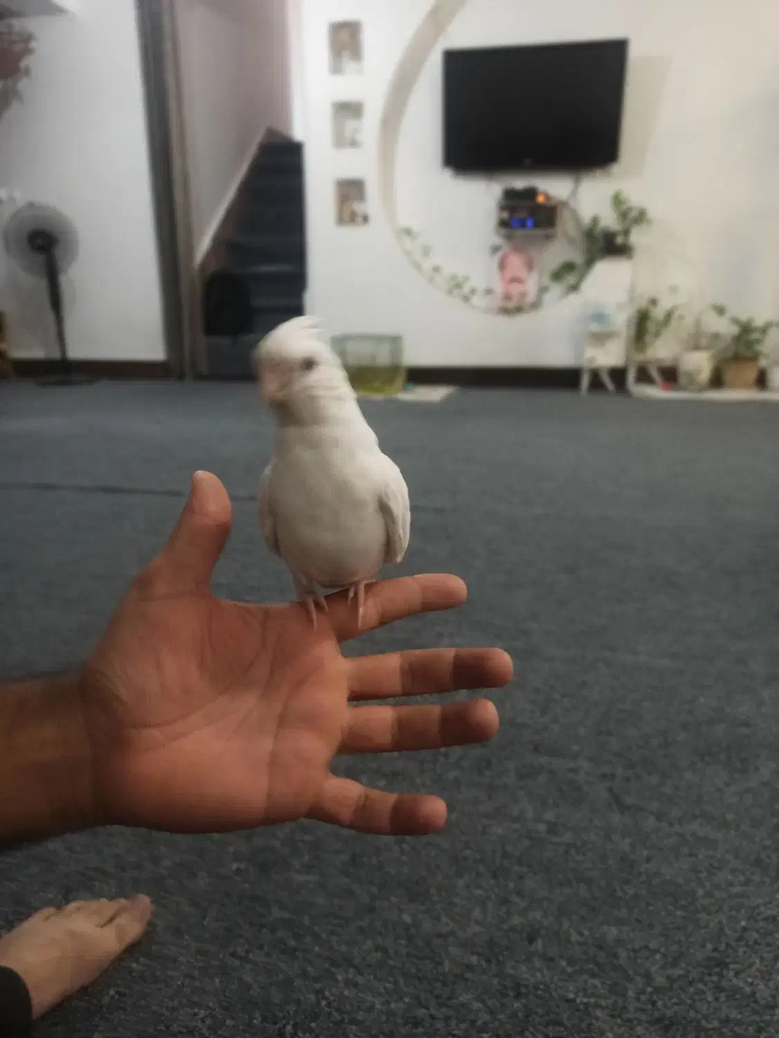 عروس البینو|پرنده|آبپخش, |دیوار