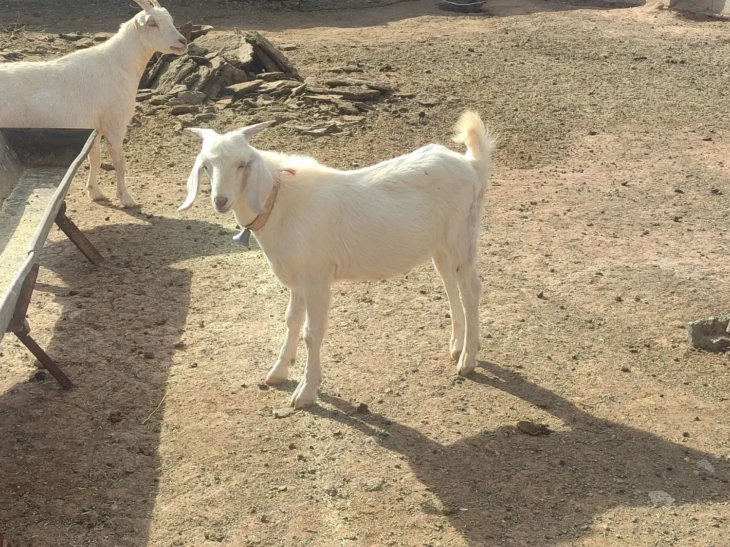 مال درجه یک وخشکل دورگ سانن|حیوانات مزرعه|تربت جام, جلگه موسی آباد|دیوار