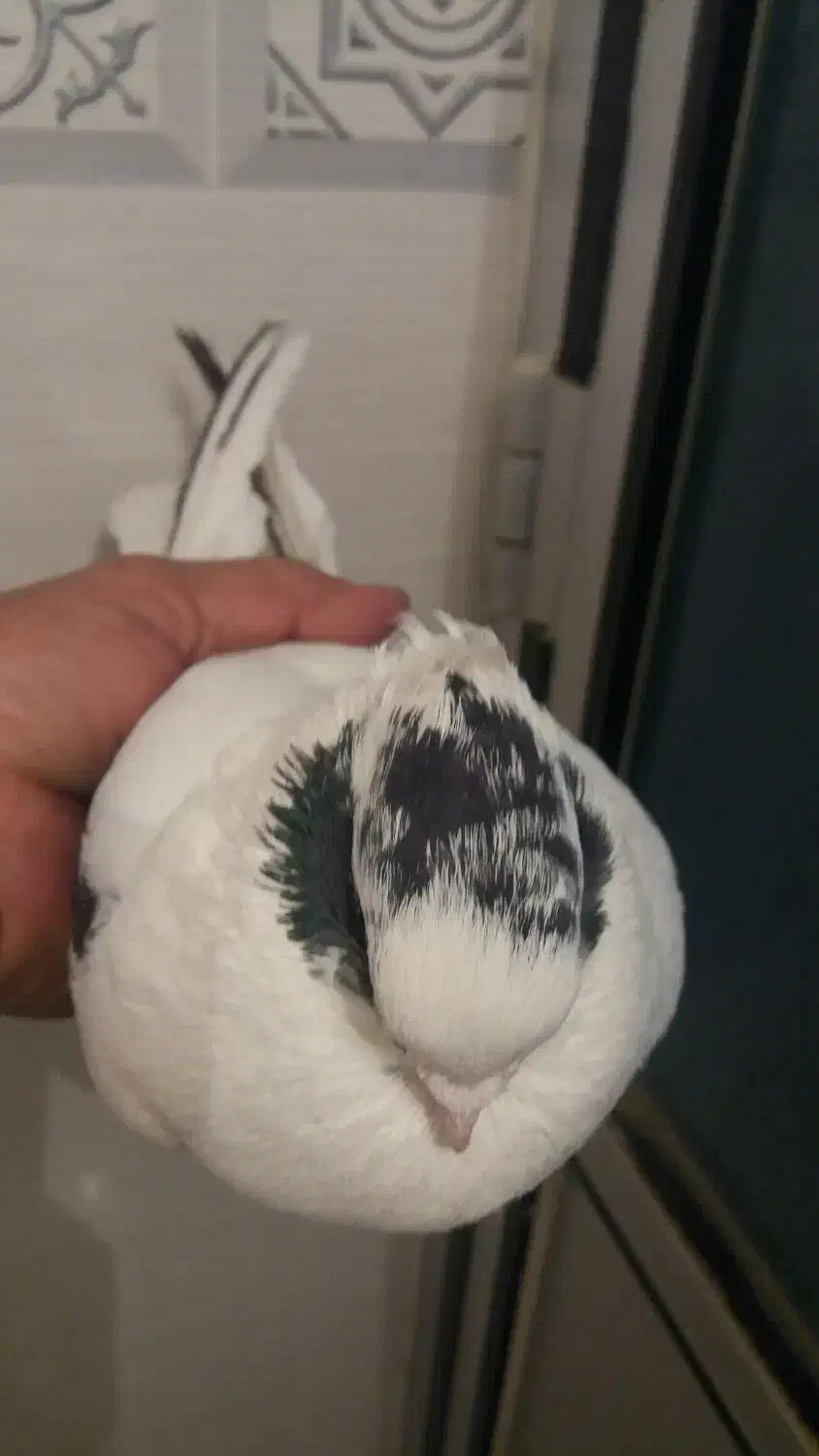 کبوتر سینه شاپر|پرنده|ایلام, |دیوار