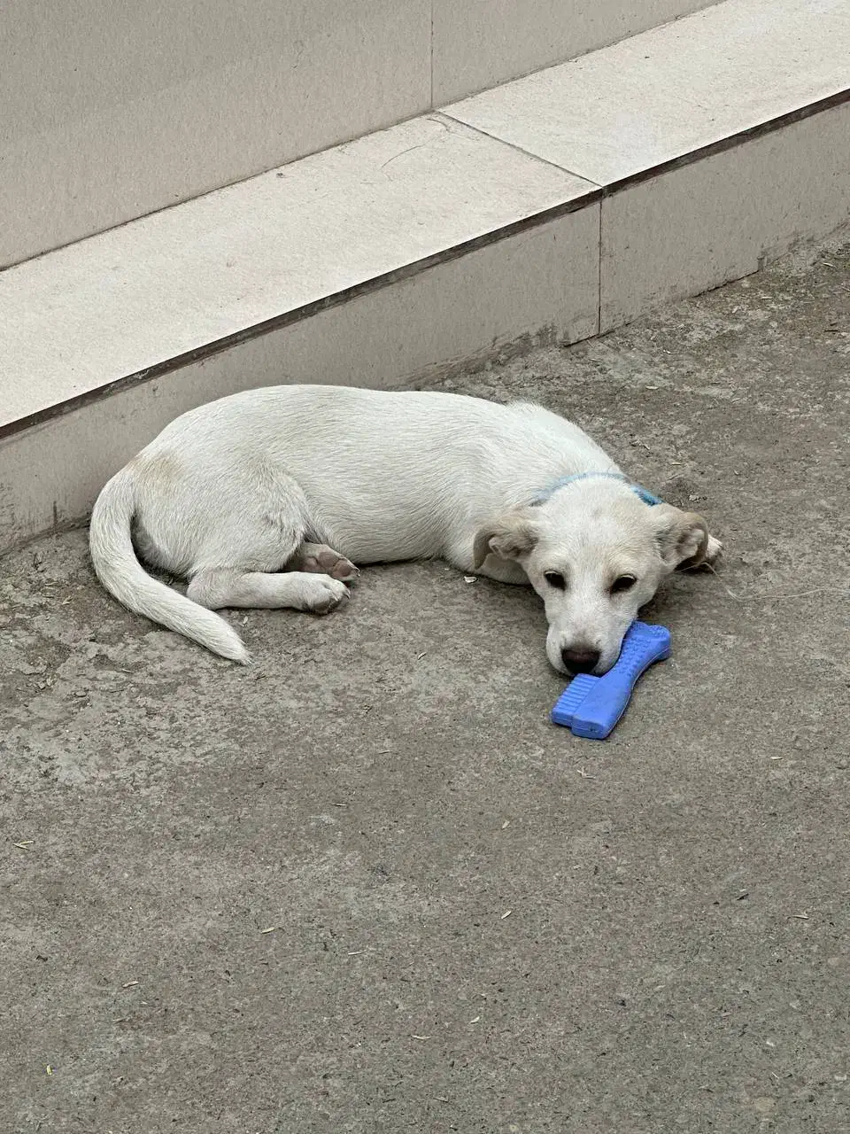 گمشده با مژدگانی زیاد|سگ|قائم‌شهر, |دیوار