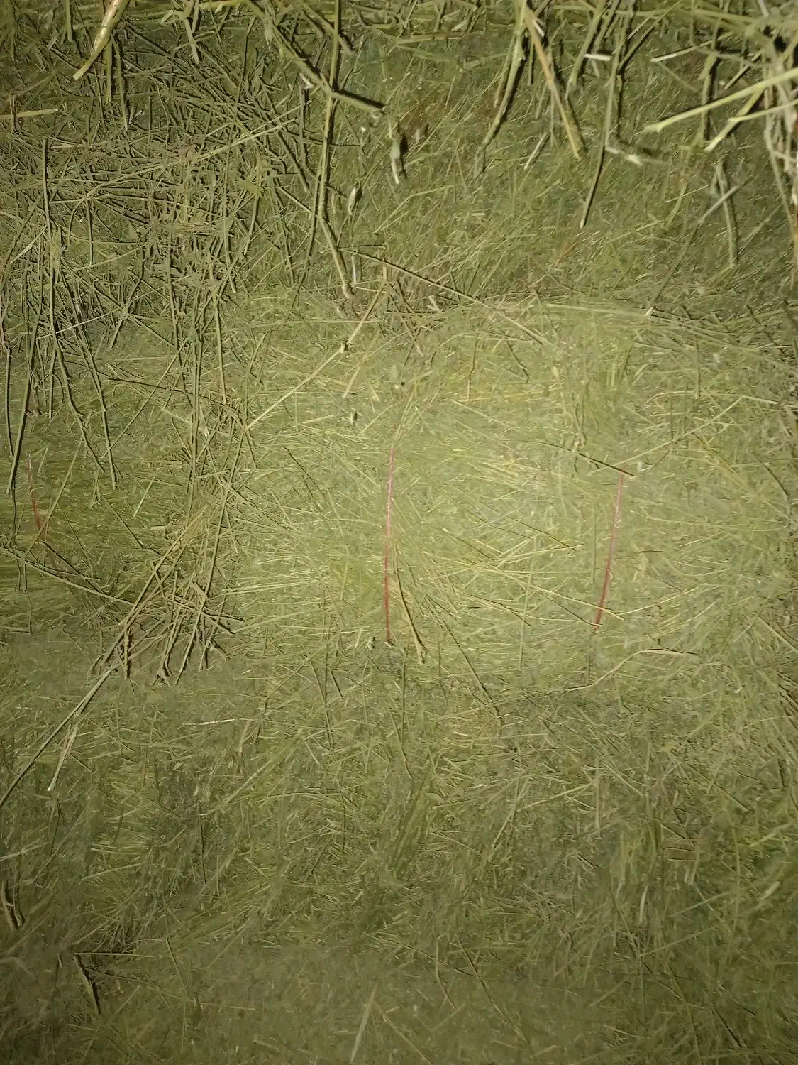 یونجه|عمده‌فروشی|دهگلان, |دیوار