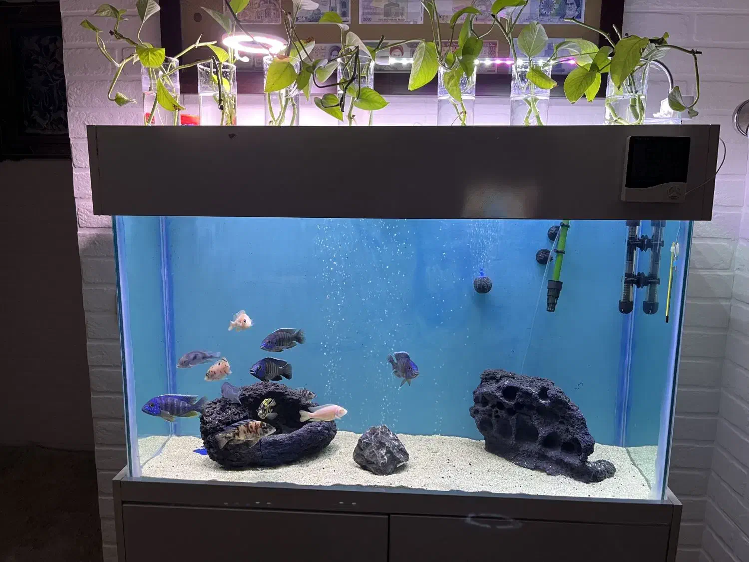اکواریوم و پایه|ماهی|رفسنجان, |دیوار
