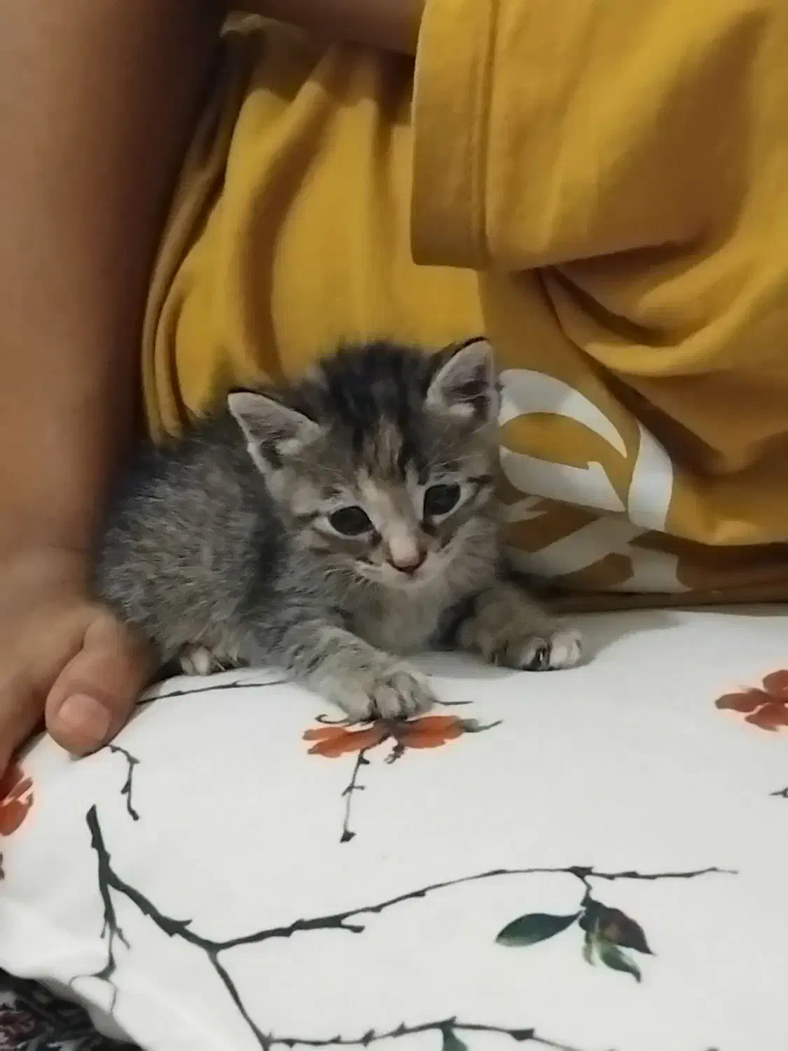 گربه خانگی|گربه|گنبد کاووس, |دیوار