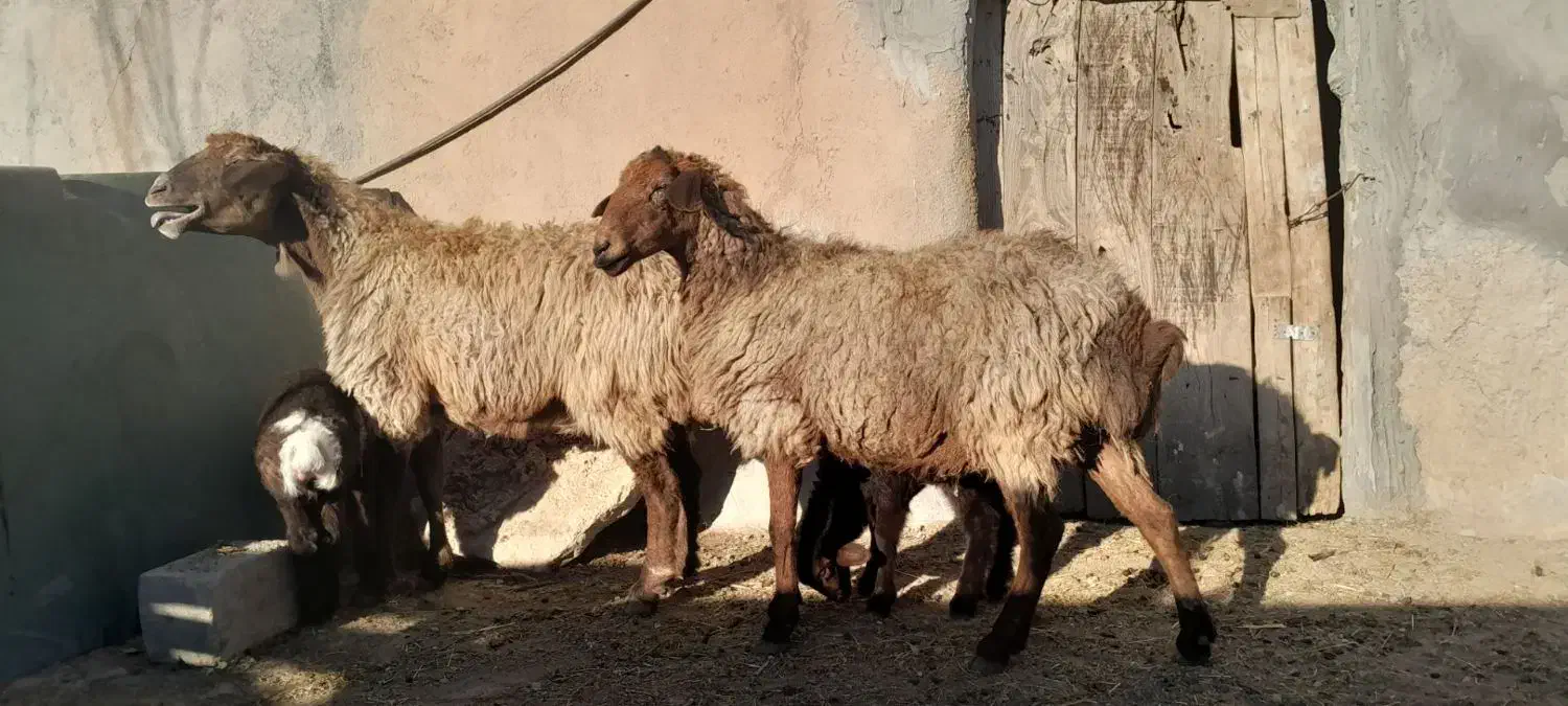 گوسفند میش بره|حیوانات مزرعه|شیروان (خراسان), |دیوار