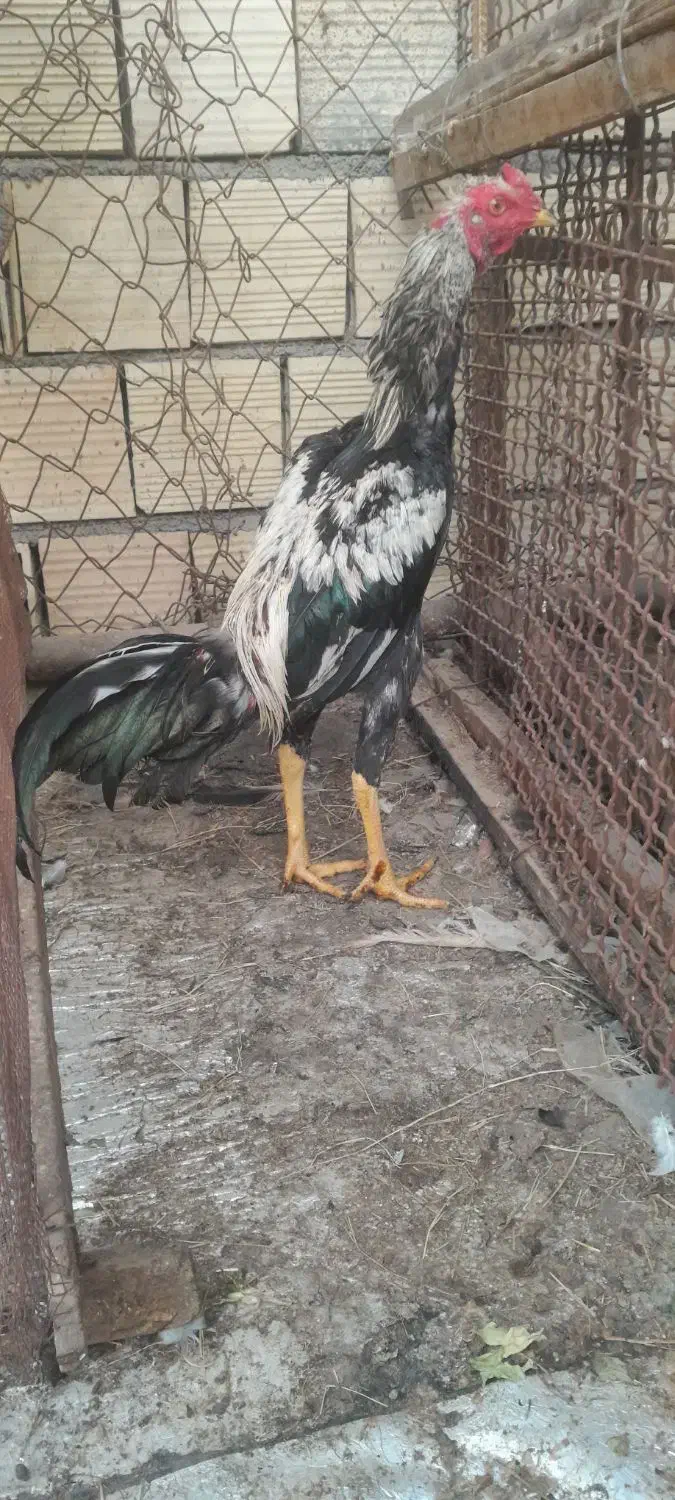 جوجه خروس|حیوانات مزرعه|بندرعباس, |دیوار