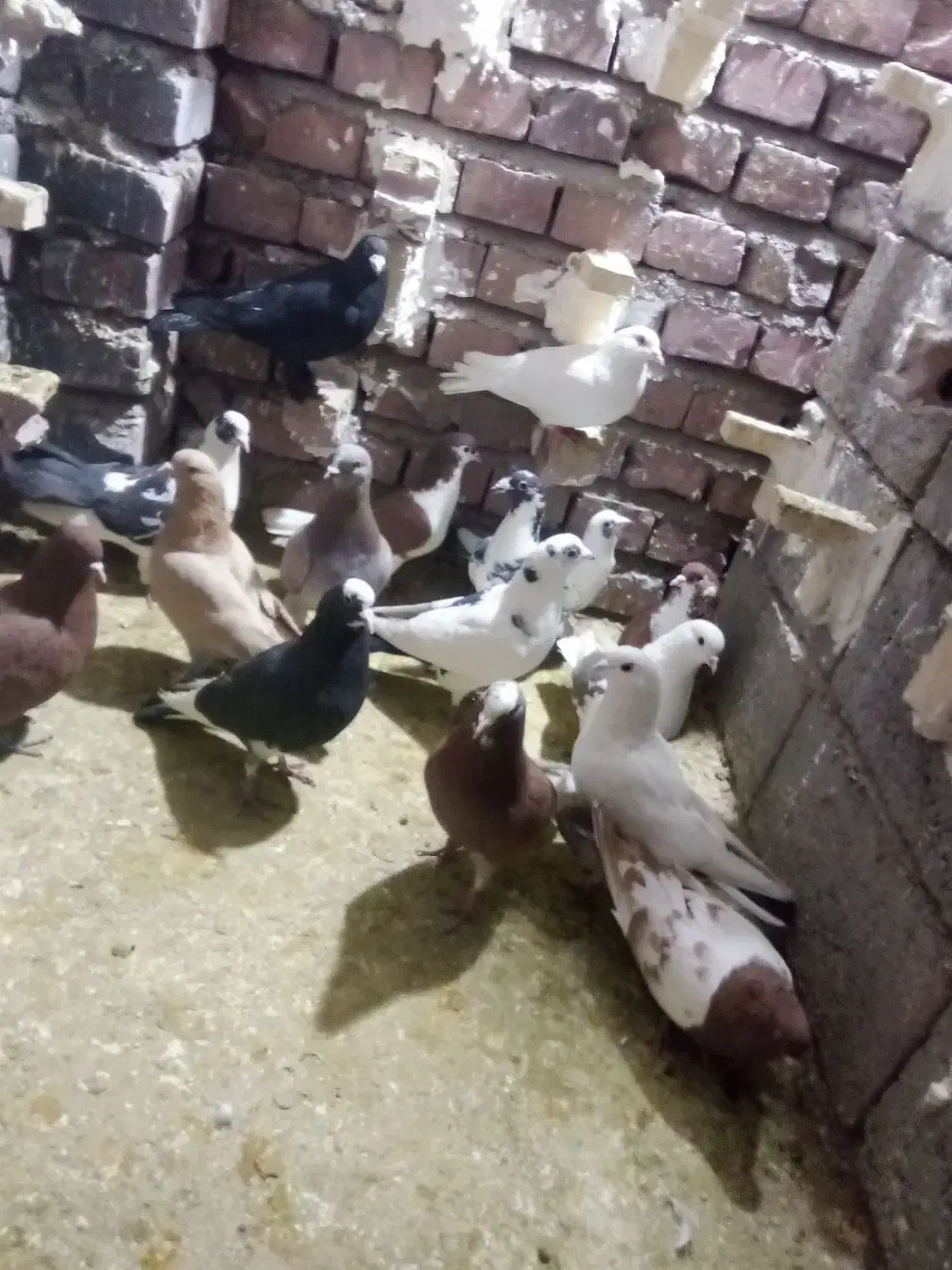 نر سوراخ|پرنده|یزدان شهر, |دیوار