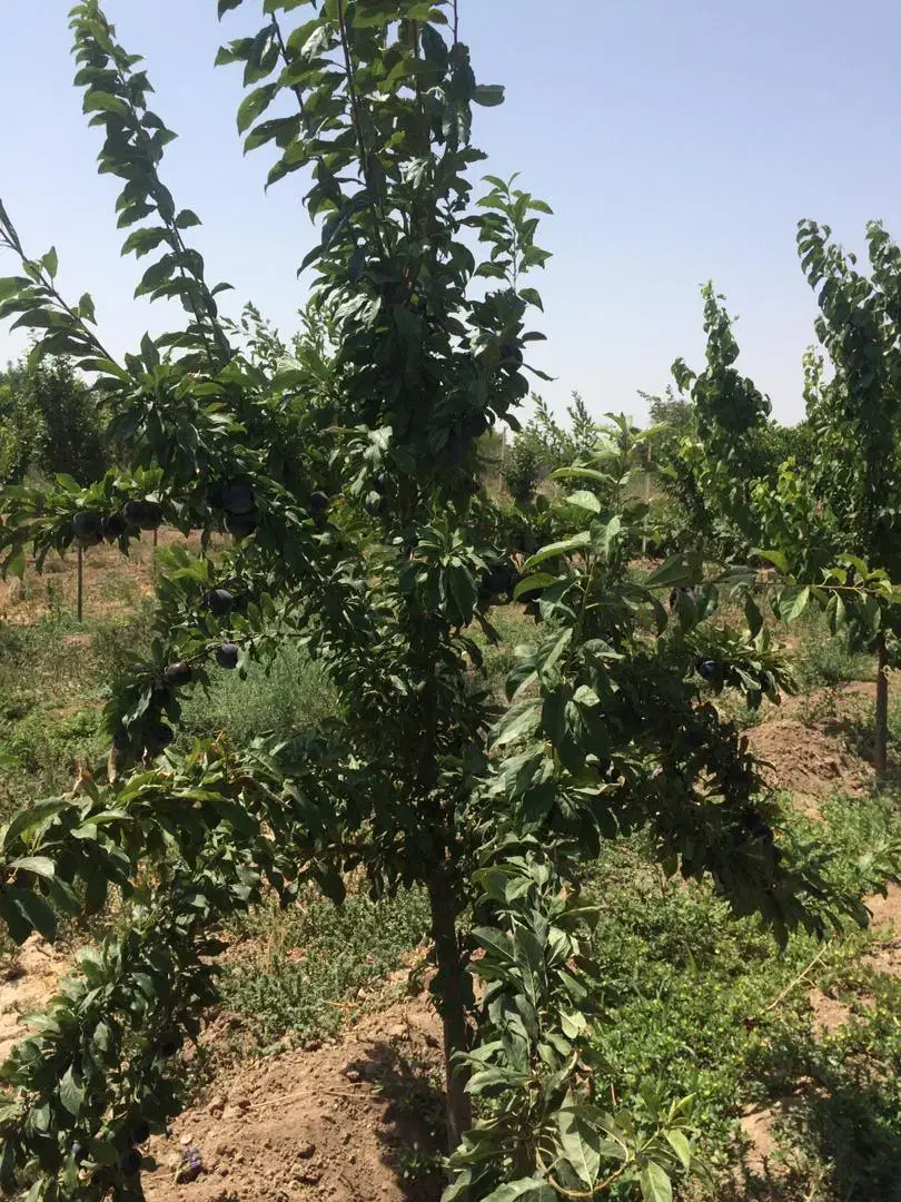 ۱۰۰۰ منر باغچه بر خیابان|فروش دفتر صنعتی، کشاورزی، تجاری|محمدشهر, محمدشهر|دیوار