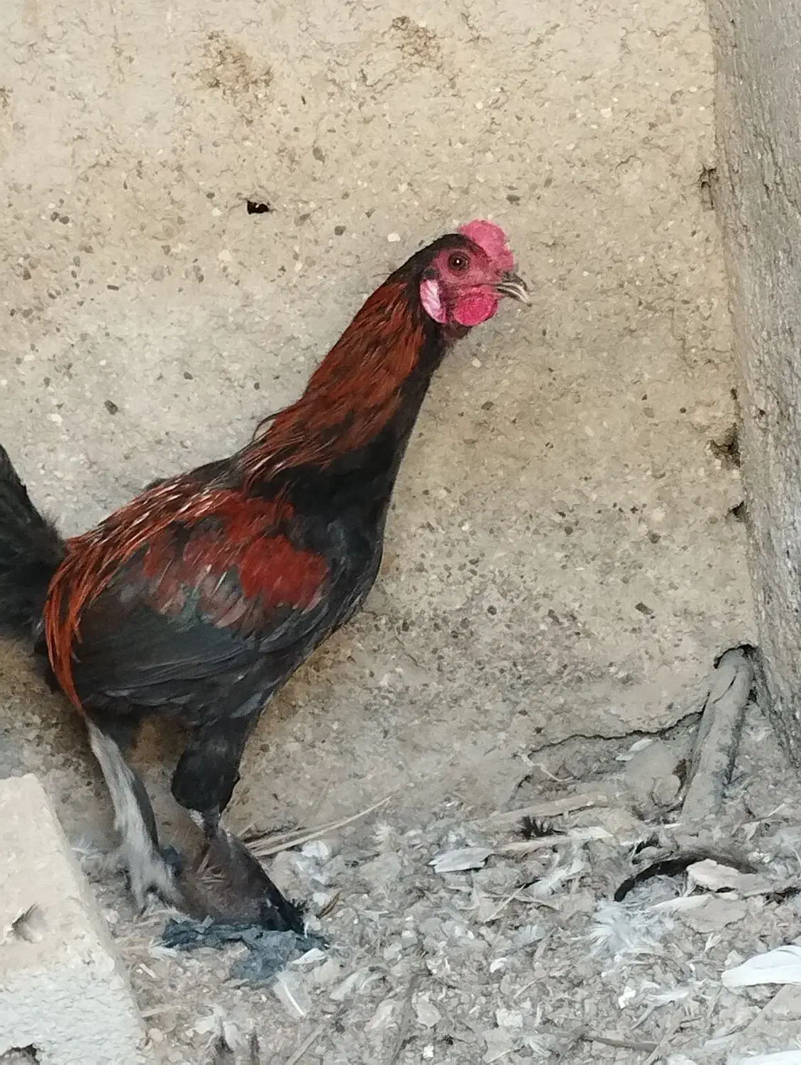 خروس محلی|حیوانات مزرعه|بندرعباس, |دیوار