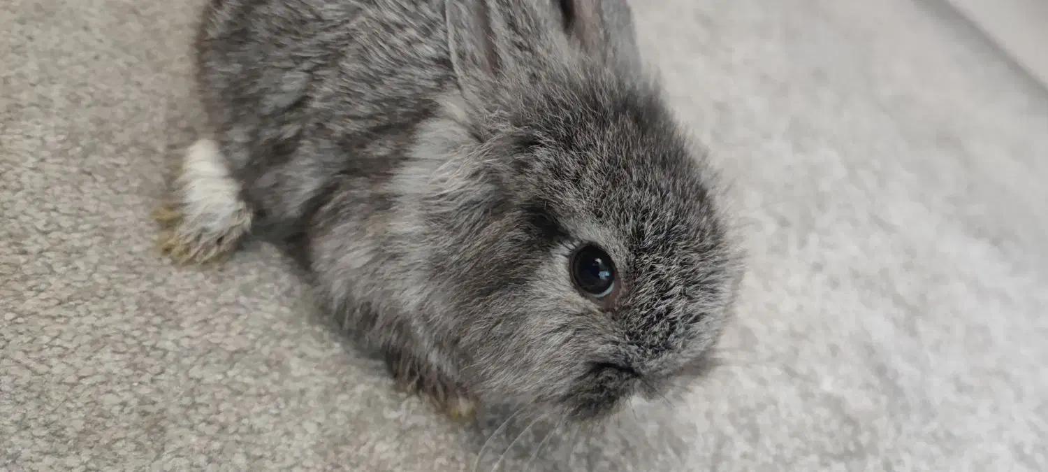 خرگوش لوپ بامزه (اهلی)|موش و خرگوش|تبریز, |دیوار