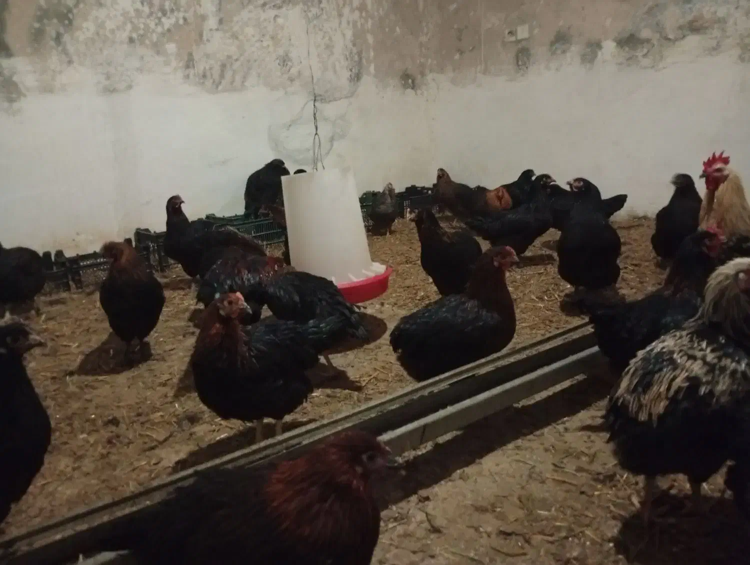 مرغ رسمی|حیوانات مزرعه|جعفرآباد, |دیوار