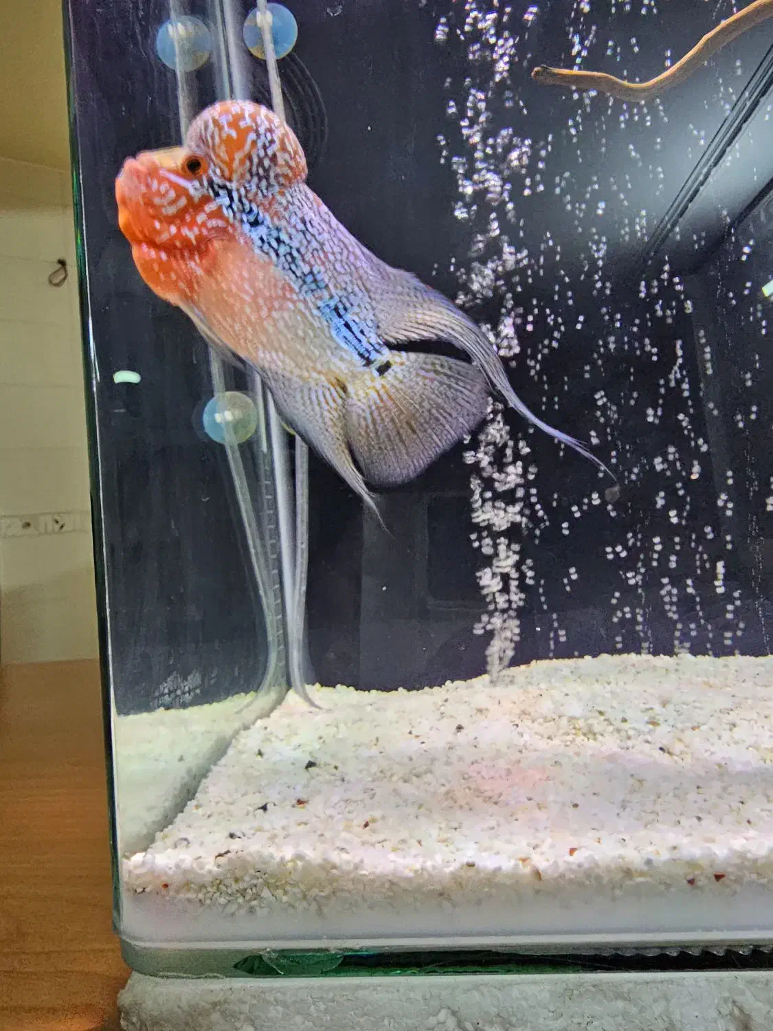 ماهی فلاور هورن تایلندی|ماهی|اصفهان, دشتستان|دیوار