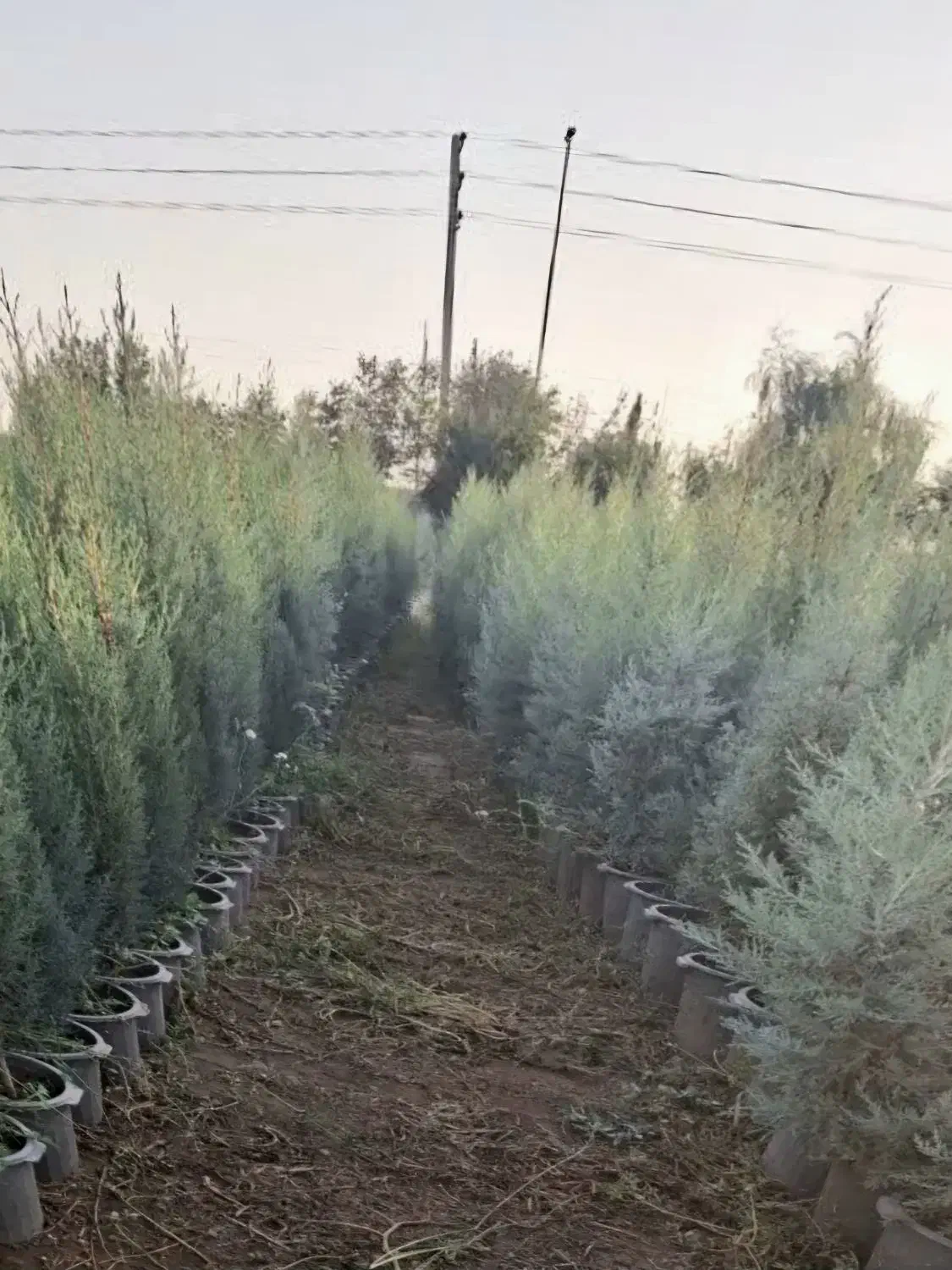 نهال|خدمات باغبانی و درختکاری|محمدیه-قزوین, |دیوار