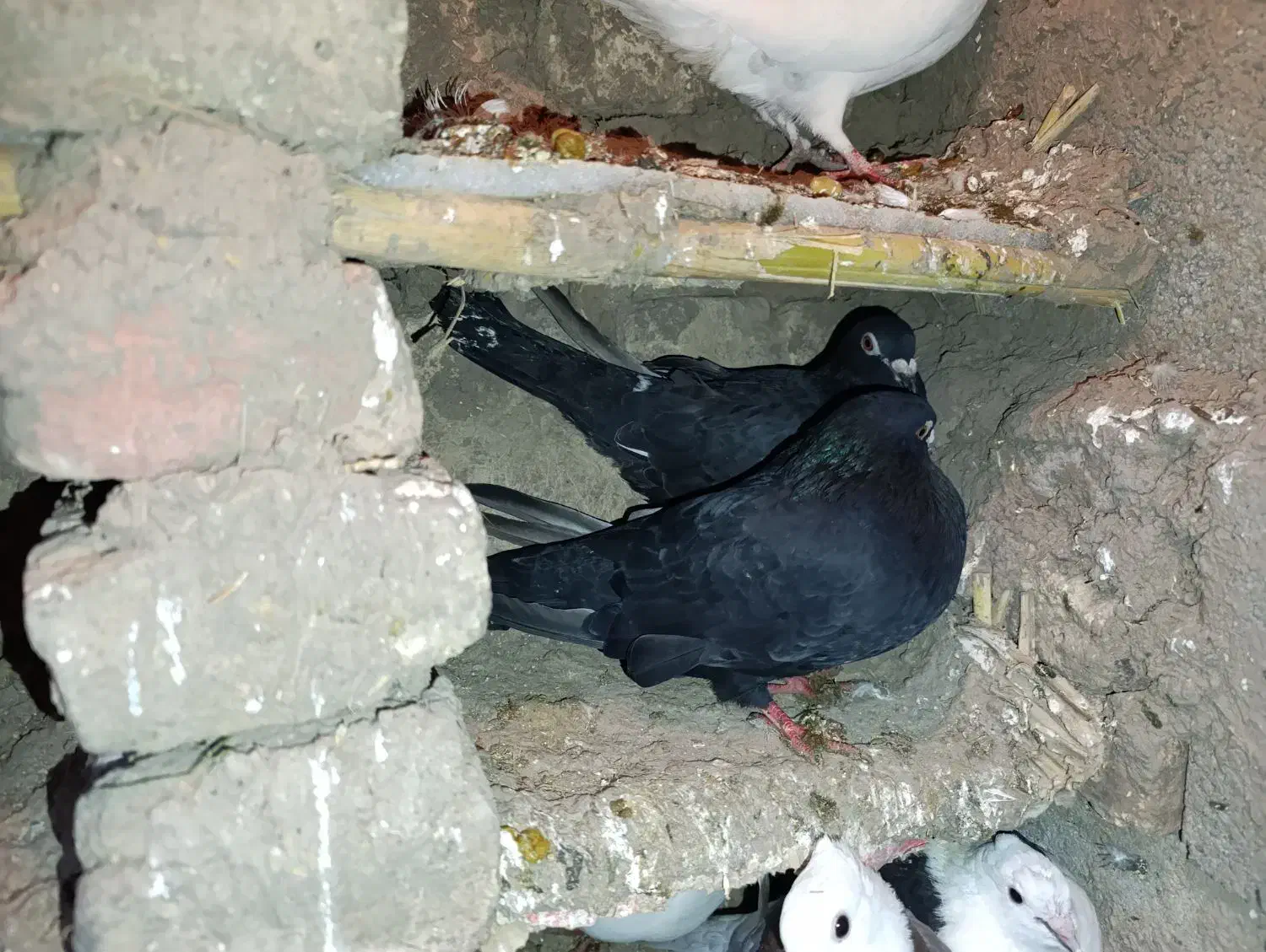 کبوتر|پرنده|مینودشت, |دیوار