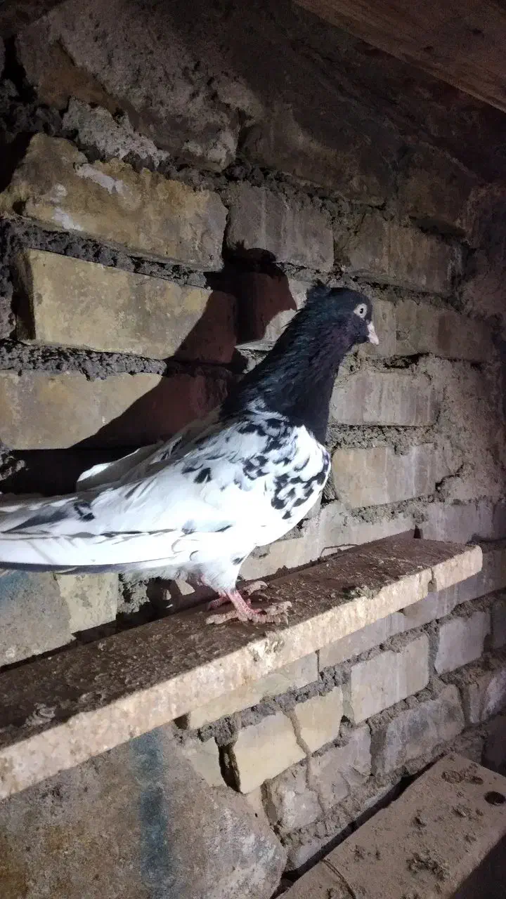 کله سیاه نرمست|پرنده|باوی, |دیوار