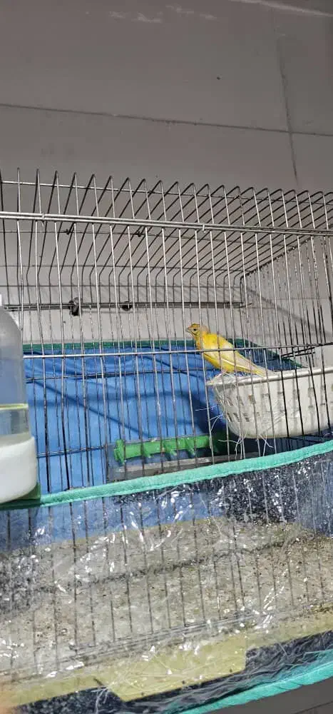 جفت قناری|پرنده|شیراز, کوشک میدان|دیوار