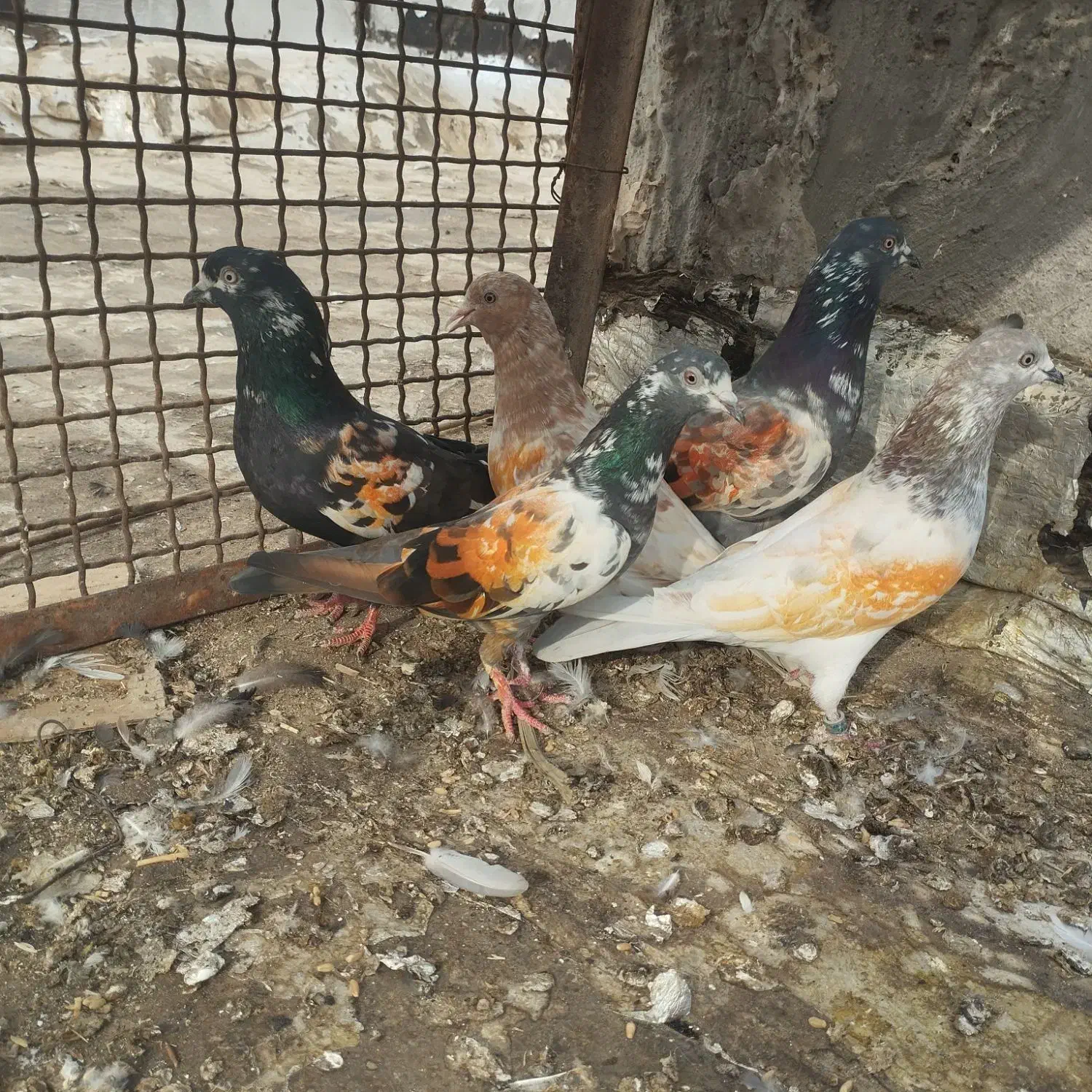 کبوترپاکستانی|پرنده|بندر گناوه, |دیوار