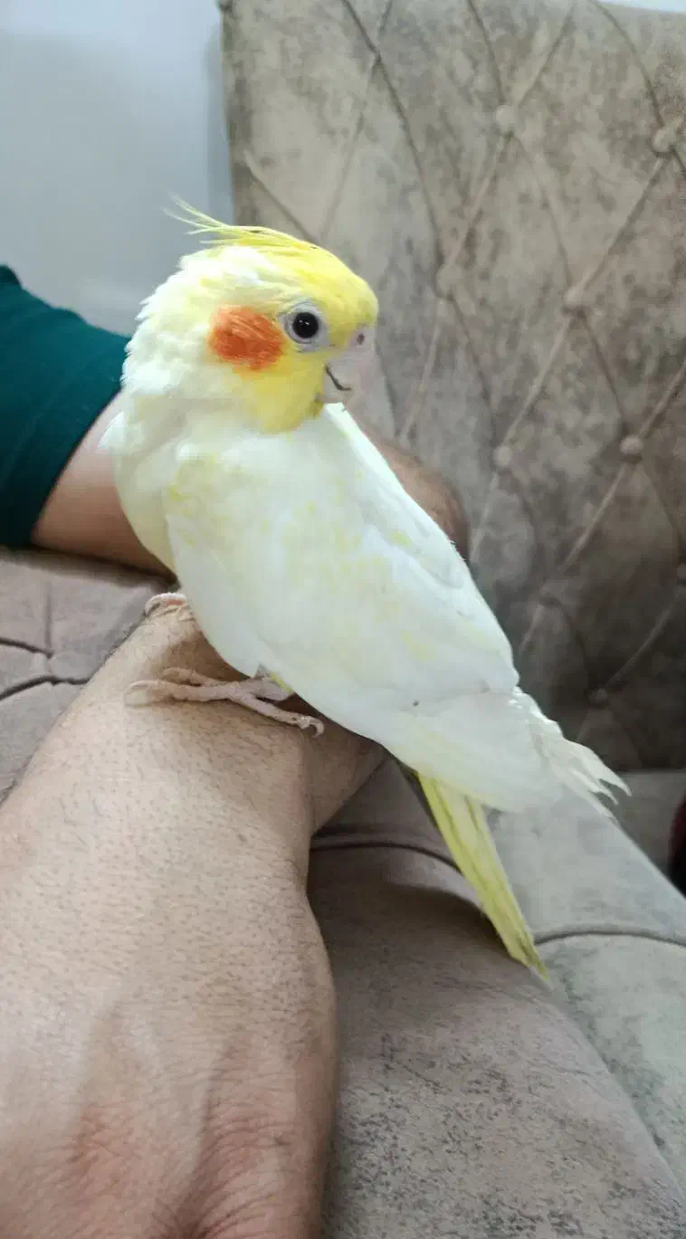 عروس هلندی ماده|پرنده|مشهد, کارمندان دوم|دیوار