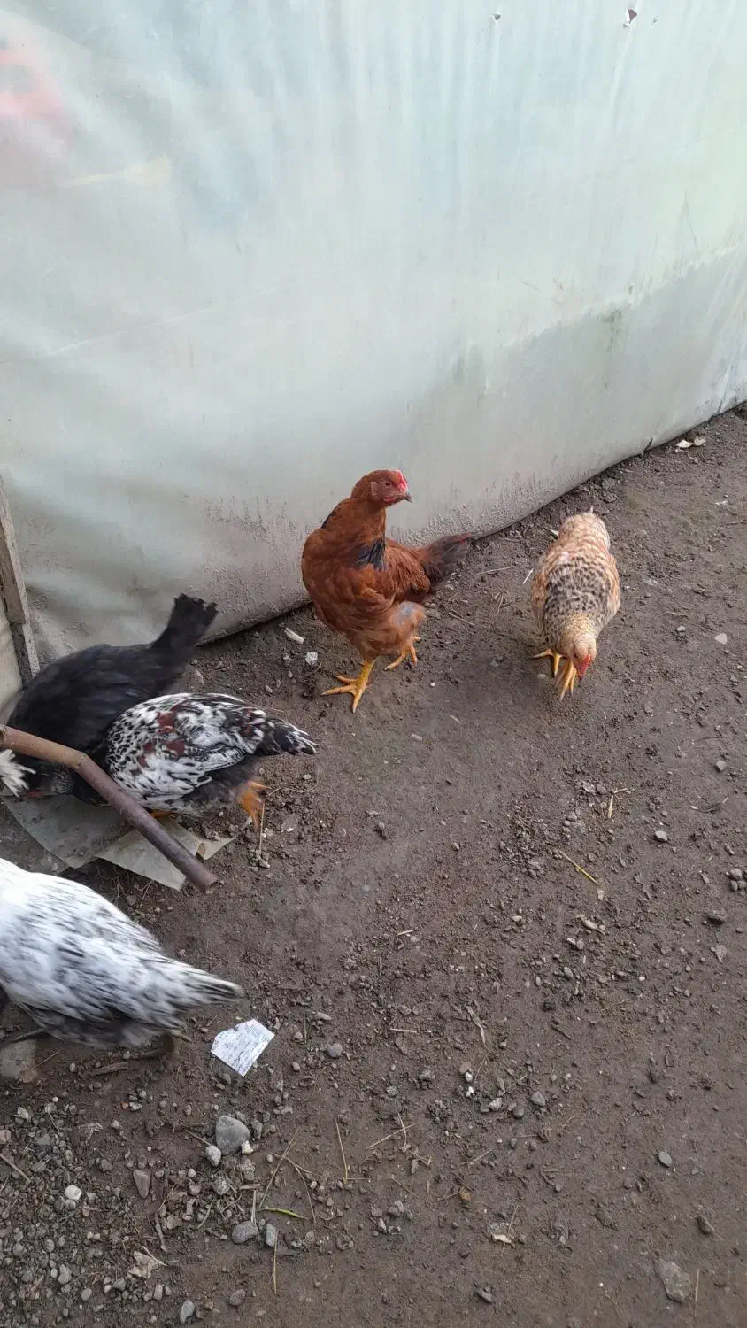 خروس|حیوانات مزرعه|لولمان, |دیوار