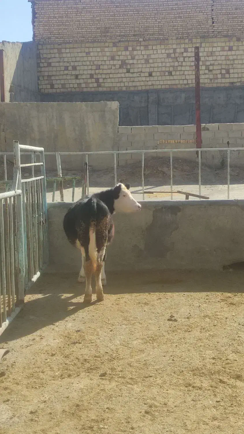 گوساله|حیوانات مزرعه|شهرکرد, |دیوار