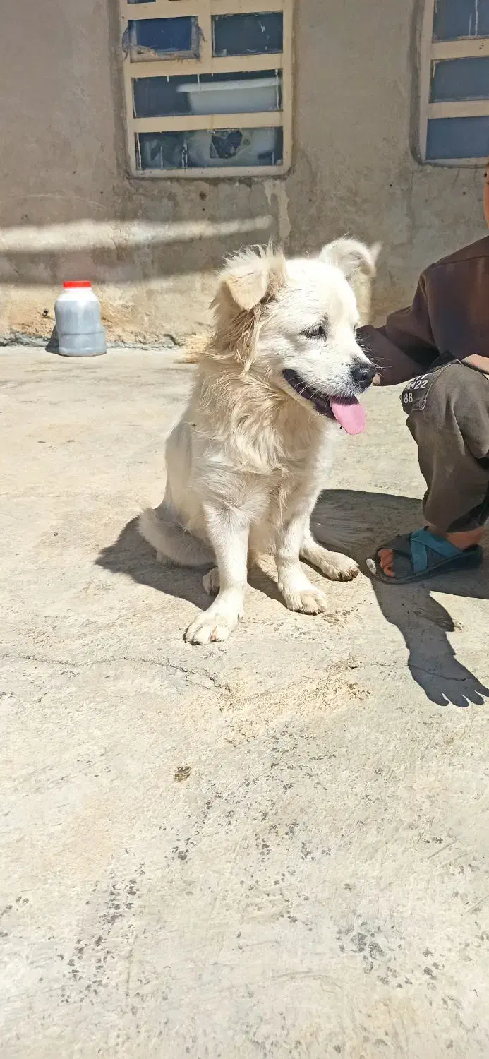 سگ خانگی اشپیتز|سگ|یاسوج, |دیوار