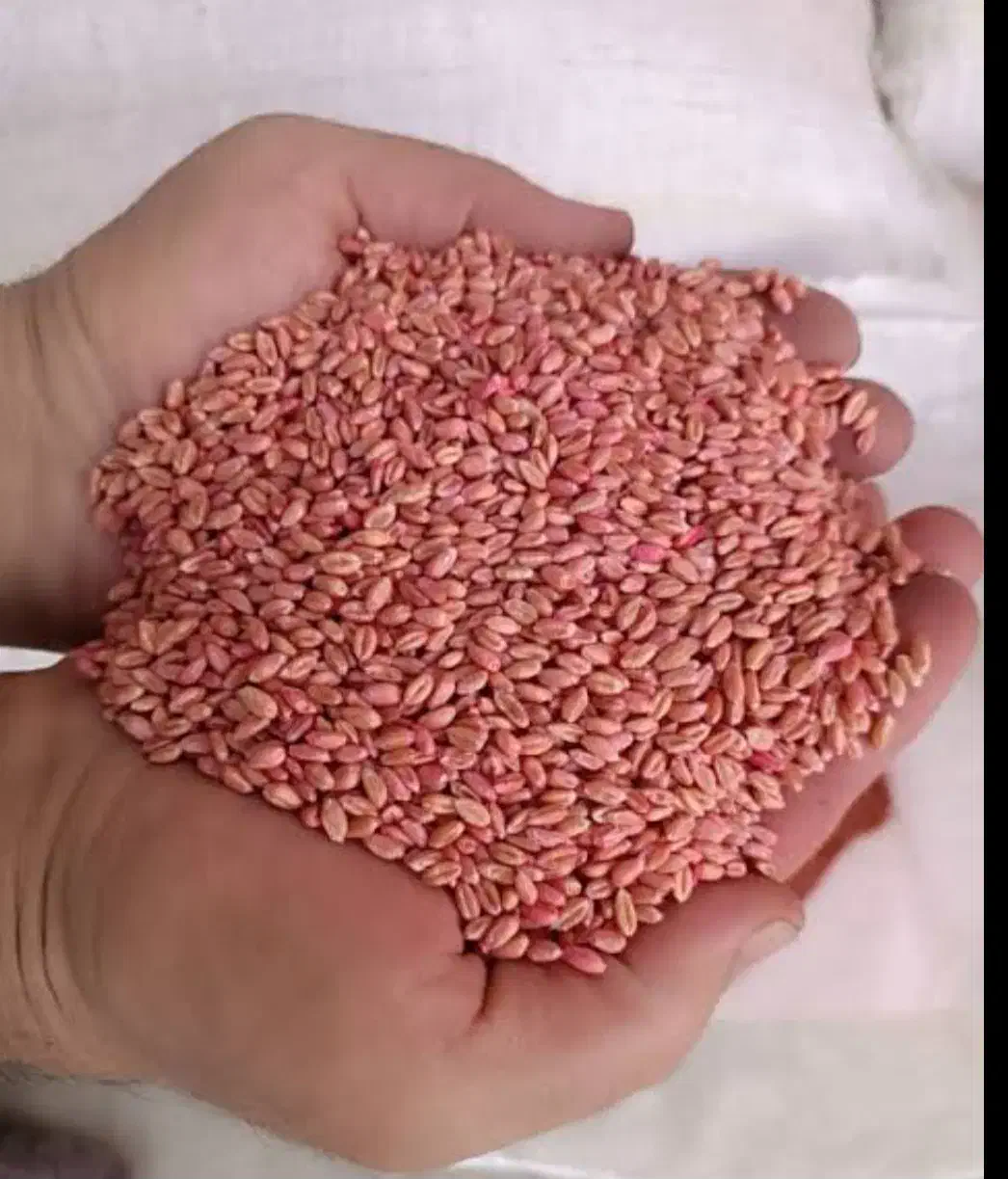 گندم بوجاری۲۷|خدمات باغبانی و درختکاری|کاکاوند, |دیوار