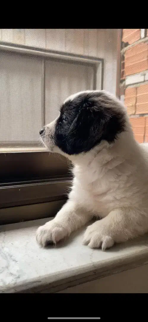 گمشده|حیوانات|لاهیجان, طالقانی|دیوار