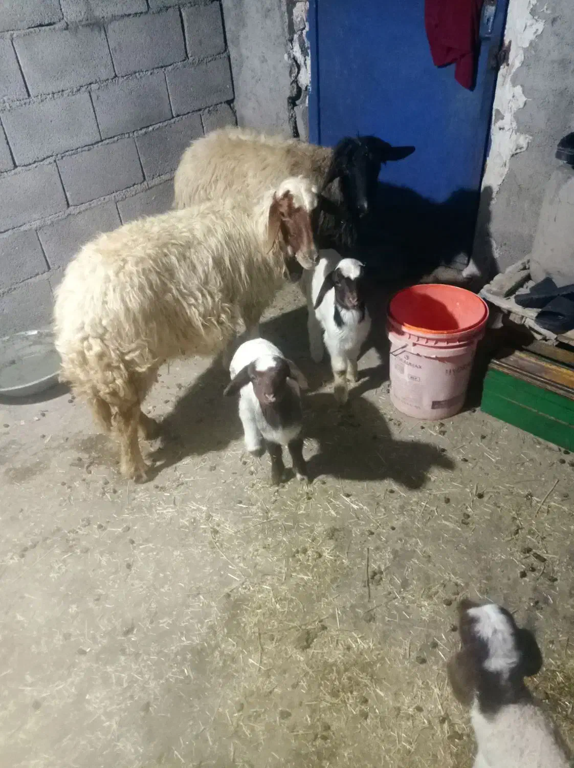 میش|حیوانات مزرعه|آبدانان, |دیوار