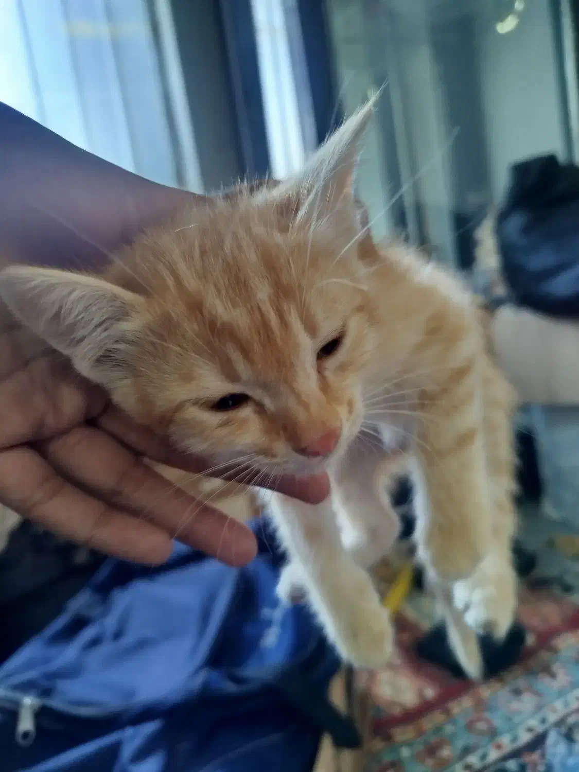 واگذاری گربه|گربه|سمنان, |دیوار