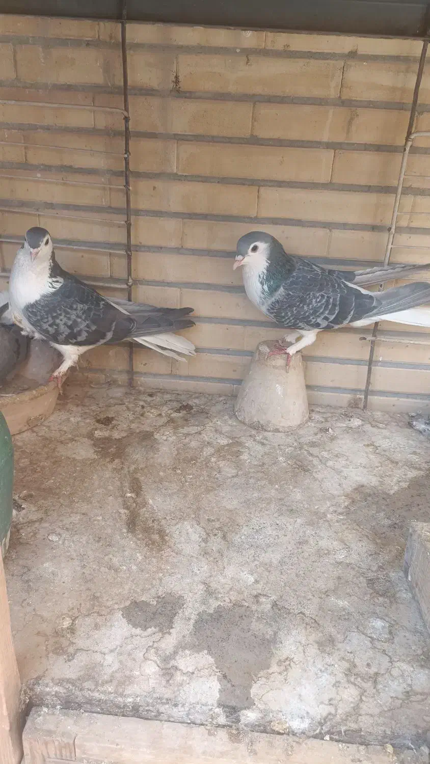 کفتر قدیمی|پرنده|اصفهان, باغ کاران|دیوار