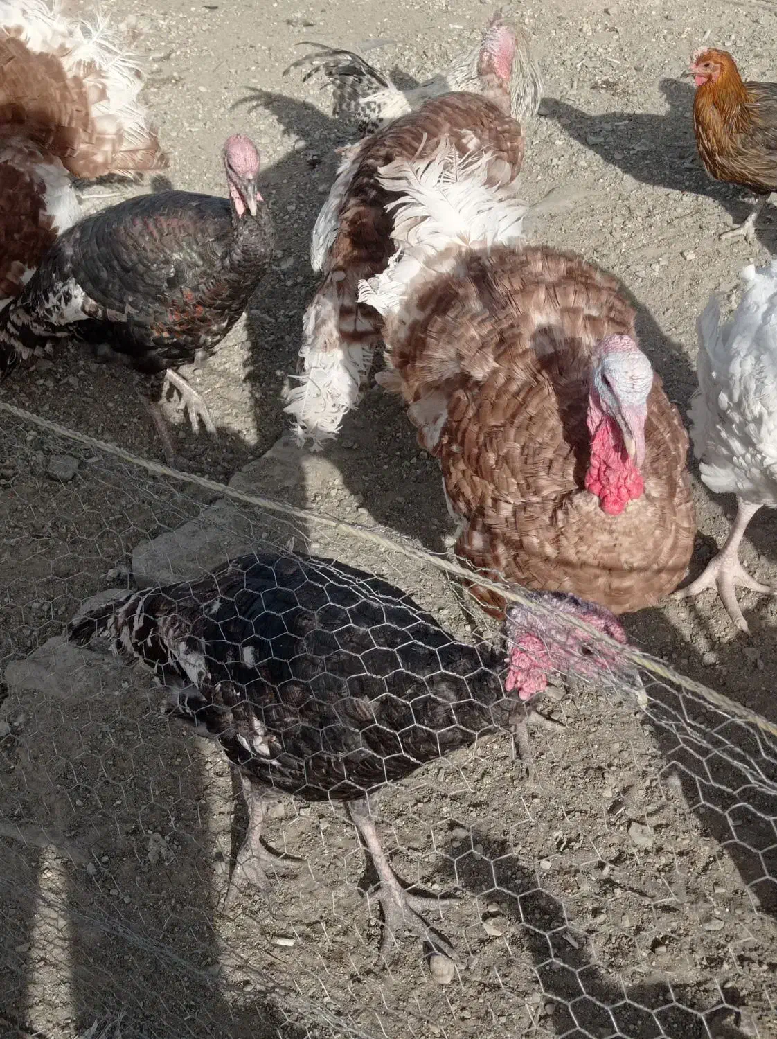 بوقلمون مشکی. قهوه ای سفید|حیوانات مزرعه|دماوند, دماوند|دیوار