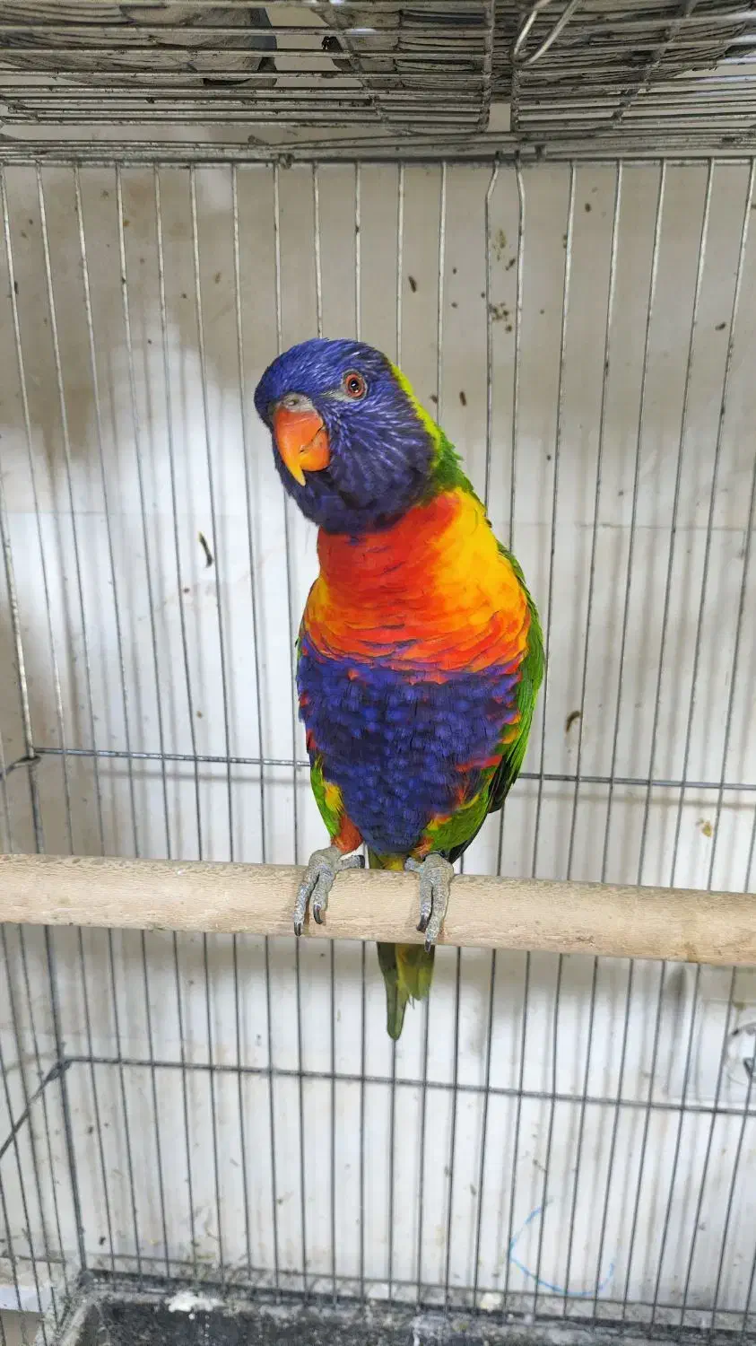 گلدین.قناری.فنچ.طوطی.شاه طوطی و آوازه خوان|پرنده|بندرعباس, |دیوار