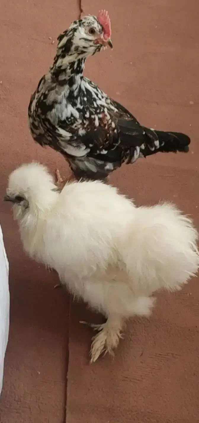 مرغ و خروس ابریشمی و گلین|حیوانات مزرعه|وحیدیه, |دیوار