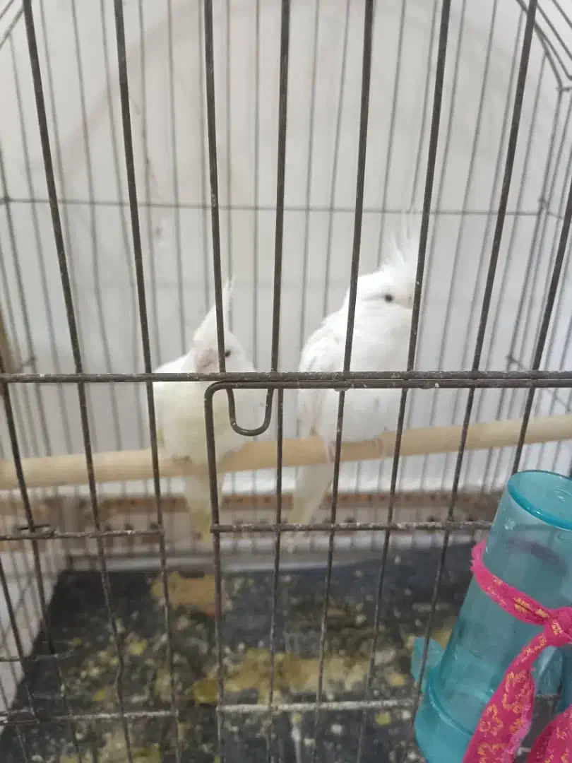 عروس هلندی لوتینیو سالم نروماده|پرنده|هندیجان, |دیوار