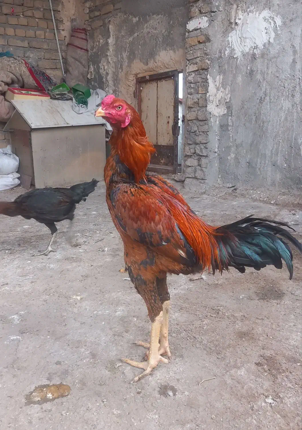 تخم نطفه دار لاری|حیوانات مزرعه|مشهد, عباس‌آباد|دیوار