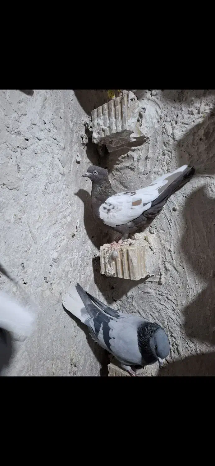 سینه سبز پرشی|پرنده|مرودشت, نقش رستم|دیوار