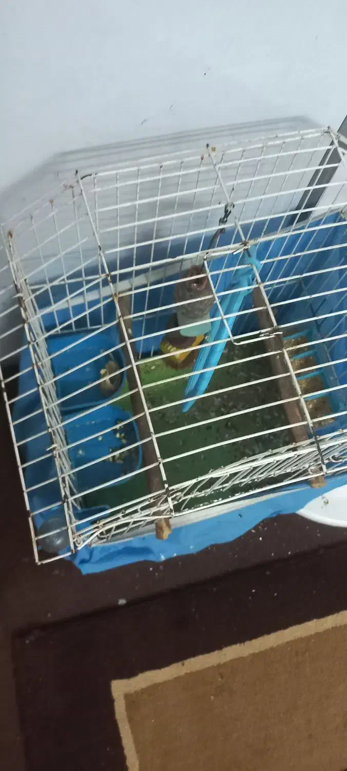 عروس هلندی گم شده|حیوانات|دزفول, |دیوار