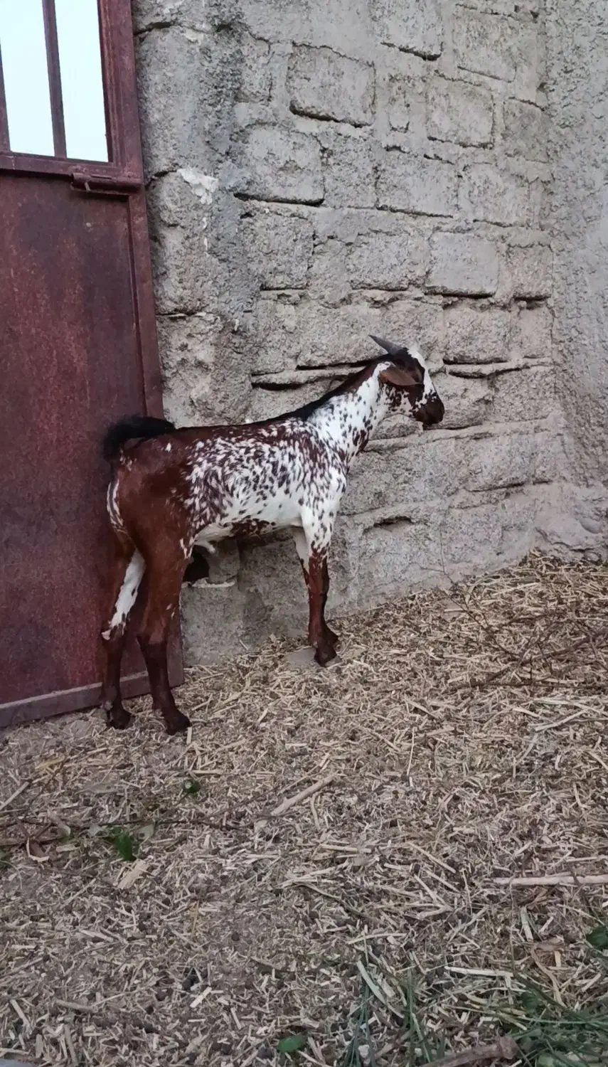 جفت نر و ماده بنگالوک|حیوانات مزرعه|چابهار, |دیوار